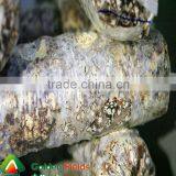 Most Competitive Market Prices for Milky Shiitake Mushroom thumbnail-3