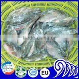 Seafood Manufacture Sell Live Tilapia thumbnail-6