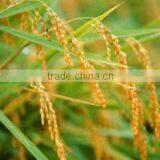 BEST JAPONICA ROUND RICE <5% BOKEN> - CHEAPEST PRICE_HIGH QUALITY - CURRENT RICE thumbnail-3