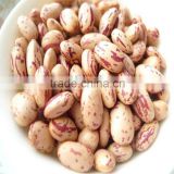 all sizes round Light Speckled Kidney Beans