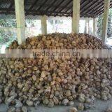 Fresh Coconuts From India thumbnail-4