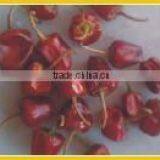 Mundu Red Chilles From Tamilnadu thumbnail-4