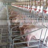 Gestation Crate |single Stall for Cow thumbnail-2