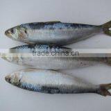 Frozen Sardines Whole Round With Cheap Price 100-150pcs /10kgs thumbnail-2