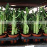 Lucky Bamboo Dracaena Sanderiana Lotus Bamboo thumbnail-4