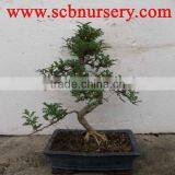 Zanthoxylum Bonsai Art 30cm thumbnail-1