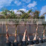 Roystonea Regia "Royal Palm" Cuban Royal Palm" 350/500 Plant Height thumbnail-3