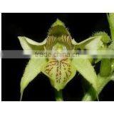 JIWANTI EXTRACT thumbnail-3