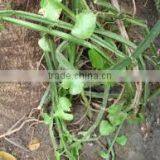 CISSUS QUADRANGULARIS thumbnail-2