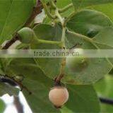 CORDIA DICHOTOMA thumbnail-4