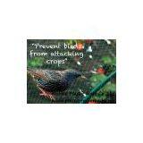 Plastic BOP Anti Bird Net&mesh Fruit&garden Protect Net&mesh Agriculture Anti Bird Net&mesh(factory Directly) thumbnail-2