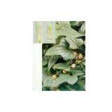 Wild Yam Extract(huping@nutra-max.com) thumbnail-1