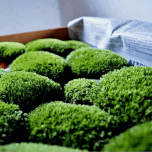 Natural Fresh Green Preserved Pillow Moss Mood Moss For Decoration