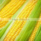 FRESH AND FROZEN YELLOW CORN BEST PRICE