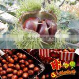 Eating Chinese Chestnuts thumbnail-4
