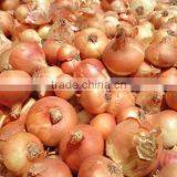 Fresh (RED ,Yellow , White ) ONION thumbnail-6