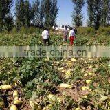 Hybrid for Seed Zucchini Seeds Squash Seeds for Growing-golden Abundant thumbnail-4