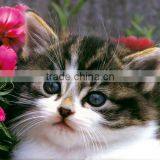 China Good Quality Notebook LCD Display LP173WD1 (TL)(N1) thumbnail-1