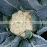 HCF37 Jangi cold resistent F1 hybrid cauliflower seeds