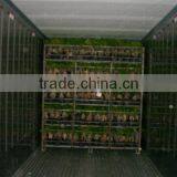 Bonsai- Ficus Microcarpa thumbnail-1