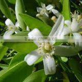 India's No. 1 Neroli Essential Oil thumbnail-1