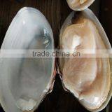 Frozen Boiled Yellow Short Necked Clam on Time Delivery thumbnail-1