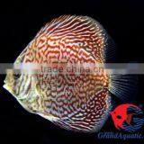 Discus Fish for Sale thumbnail-1