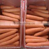 Fresh Carrot 316# thumbnail-1