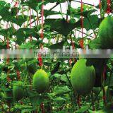 Vegetables Bundling Rope thumbnail-6