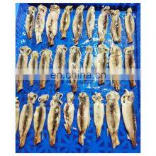Hot Sale Single Frozen Squid Good Quality for Export