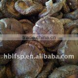 Smooth Mushroom thumbnail-1