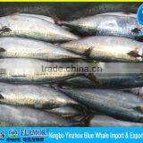 Seafrozen on Board Chilled Whole Pacific Mackerel