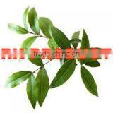 Pure & Natural Myrtle Essential Oil India