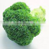 Fresh Broccoli/green Broccoli for Export thumbnail-2