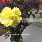Best Carnation Price Cut Carnation Flowers As Wedding Flower Yellow Fresh Cut Carnation Flower thumbnail-4