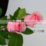 Best Quality Hot Sale Long Stem Nirvana Garden Rose From China thumbnail-2