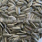 Price Of Sunflower Seeds 5009 With Good Quality Lowest Price thumbnail-3