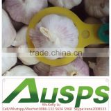 china bag fresh red garlic suppliers