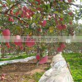 Fresh Fuji Apple With Best Price China Fuji Apple thumbnail-3
