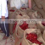 DRIED CHILLI thumbnail-1