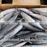 for Canning Low Price 200/300g Frozen Bonito Skipjack Tuna thumbnail-2
