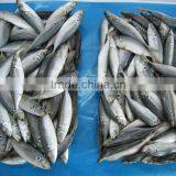 Frozen Fish Frozen Horse Mackerel thumbnail-1
