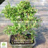 Ulmus ( Chinese Elm) Bonsai Tree S Shape thumbnail-1