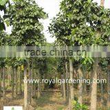 Ficus Altissima Tropical Trees Plants thumbnail-3
