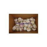 Pure Chinese White & Normal Garlic thumbnail-2