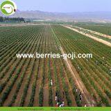 Factory Supply Nutrition Dried Lycium Barbarum thumbnail-4