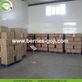 Factory Supply Dried Ningxia Goji Berry thumbnail-5