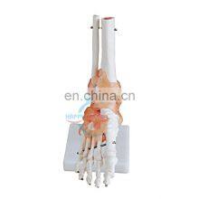 HC-S220 Advance human foot joint teaching anatomical skeleton model Natural big joint model with ligament