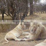 3D Lion Pictures Printing