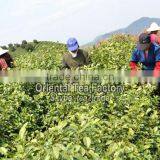 Chinese Wholesale Usda Organic Green Tea Powder Better Than Matcha Japan thumbnail-3